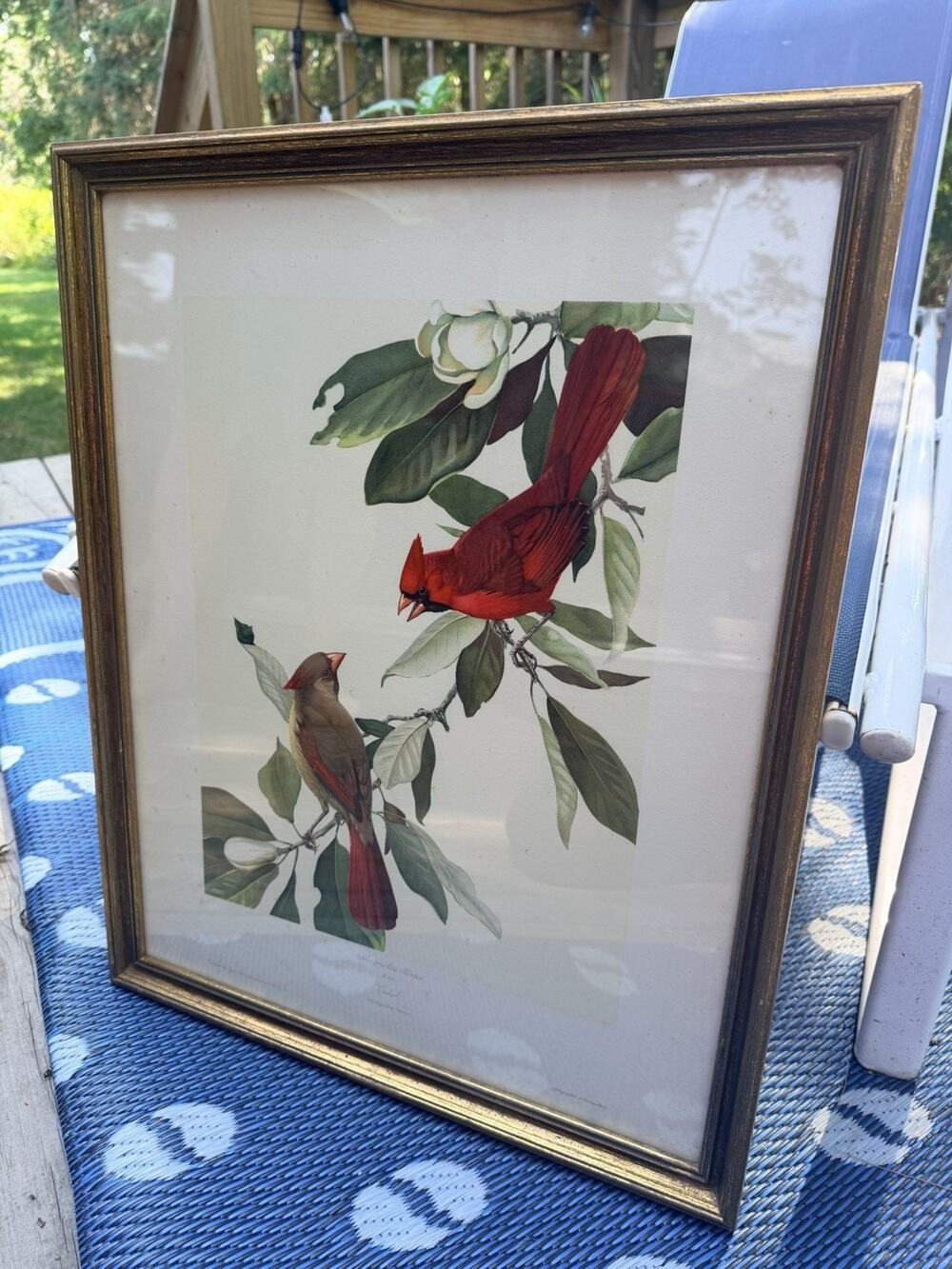 Roger Tory Peterson Magnolia Time Matted And Framed CARDINALS 19x 23